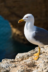Seagull on the Algarve coast. Praia da Marinha beach. Yellow-legged gull (Larus michahellis).