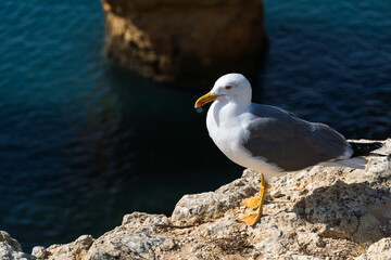 Seagull on the Algarve coast. Praia da Marinha beach. Yellow-legged gull (Larus michahellis).