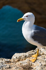 Seagull on the Algarve coast. Praia da Marinha beach. Yellow-legged gull (Larus michahellis).