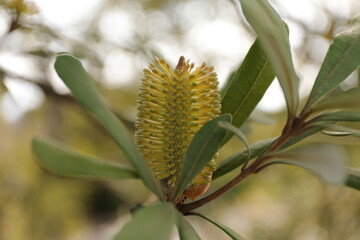 浜松フラワーパーク２