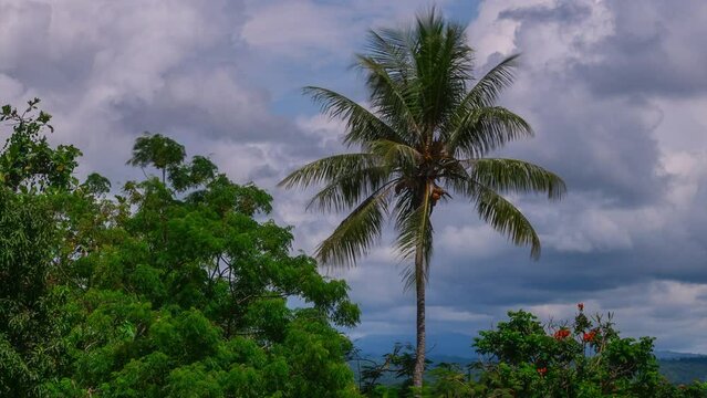 Palm Coconut Tree Timelapse time lapse clouds sunshine sunny daytime Wewak East Sepik River Province capital district Papua New Guinea Tropics islands Madang Northern Coast Boutique Hotel Green