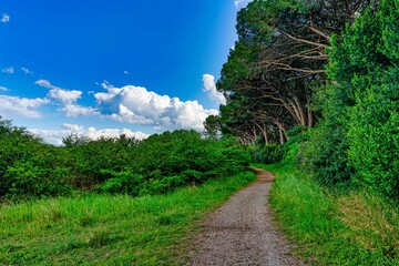 Path inside the natural park called tombolo di Bibbona Livorno Tuscany Italy