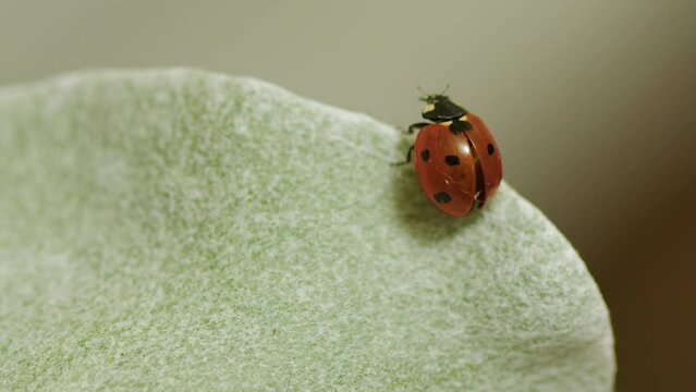 Macro narrow focus close-up red ladybug beetle walks on succulent leaf