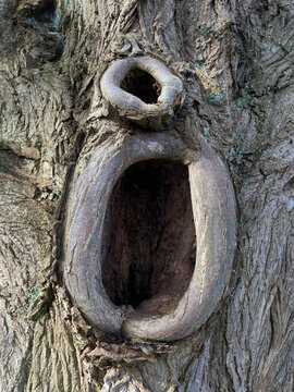 hole in tree