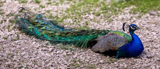 Obraz premium peacock with feathers