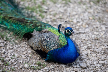 Obraz premium close up of peacock