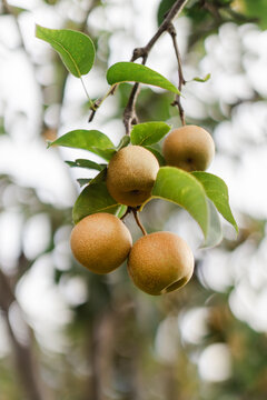 nashi pears on a tree