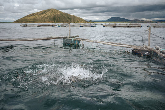 fish farm 