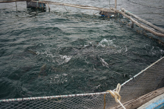 fish farm 