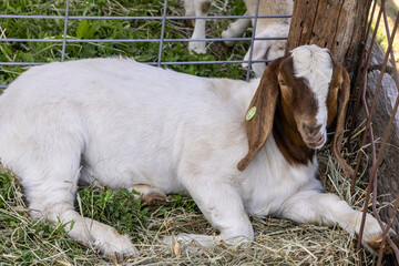 Naklejka premium baby goat on a farm