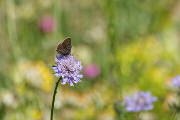 Male Sooty Copper (Lycaena tityrus) butterfly sitting on a small scabious in Zurich, Switzerland