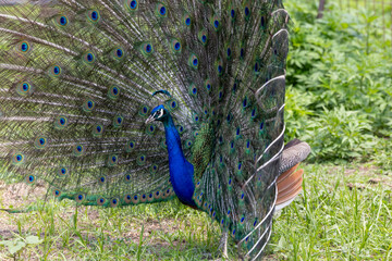 Obraz premium peacock with feathers out