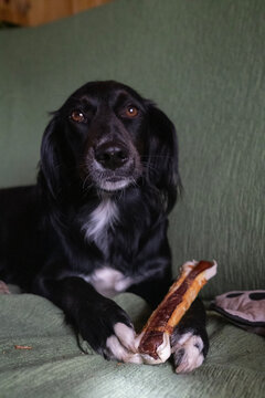 Dog on couch