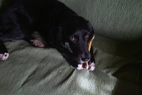 Dog on couch