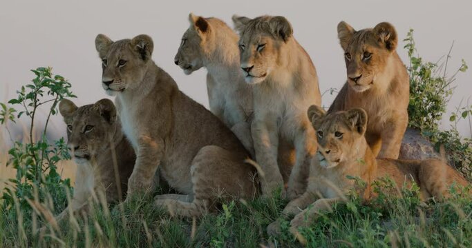 Close-up. Six cute lion cubs sitting on an anthill looking into the African bush