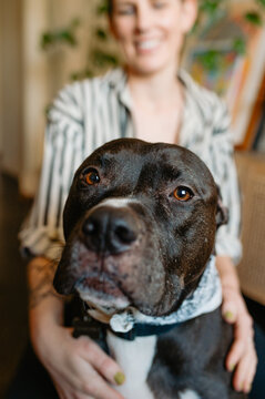 closeup of silly black rescue pitfall