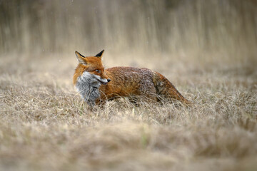A fox runs by the forest and hunts.
