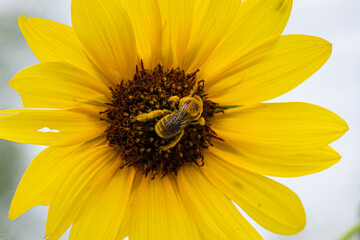Sunflower with Bee