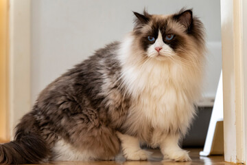 Young adult fluffy white purebred Ragdoll cat with blue eyes, looking at something.