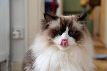 Close-up face of young adult fluffy white purebred Ragdoll cat with blue eyes, licking his nose.