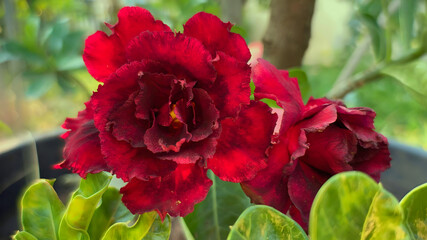 red poppies in the garden