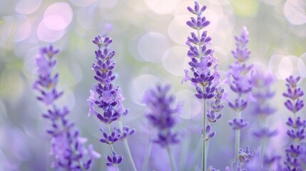 Obraz premium Tranquil Lavender Fields in the Serene Countryside with Soft Focus Background