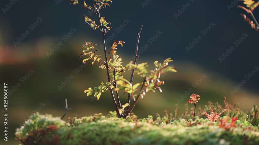 Poster a rowan seedling in the colorful forest undergrowth. parallax shot, bokeh background.