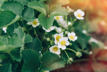 Blooming strawberry bush close -up under sunlight.