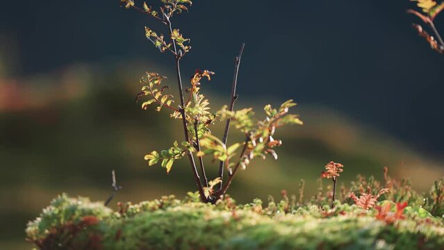 A rowan seedling in the colorful forest undergrowth. Parallax shot, bokeh background.
