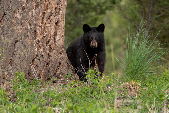 Black Bear cub in Yellowstone