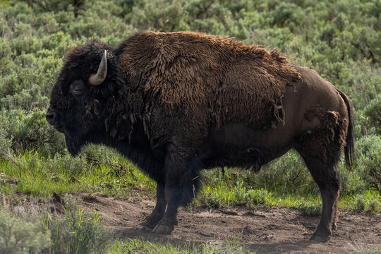 Bison In Yellowstone National Park