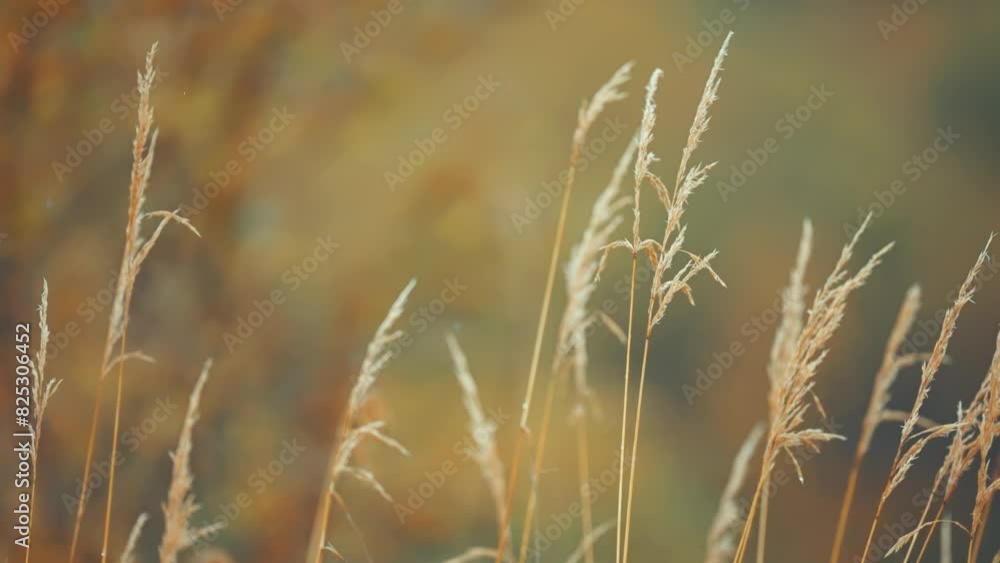 Poster dry ears of grass on the blurry background in a close-up parallax shot.