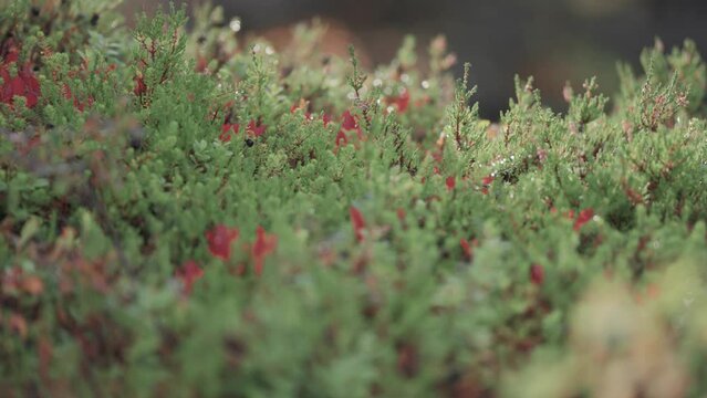 Miniature plants, shrubs, grass, and lichen in the autumn tundra undergrowth Slow-motion parallax video, bokeh background.
