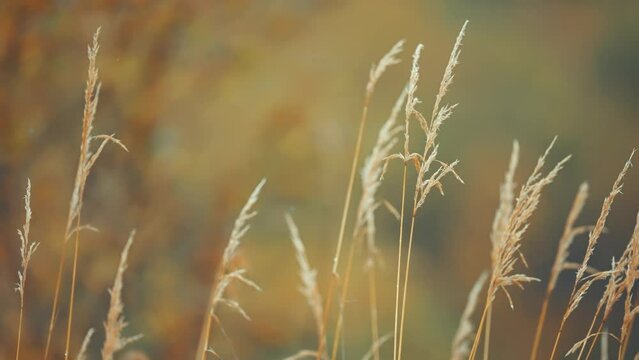 Dry ears of grass on the blurry background in a close-up parallax shot.