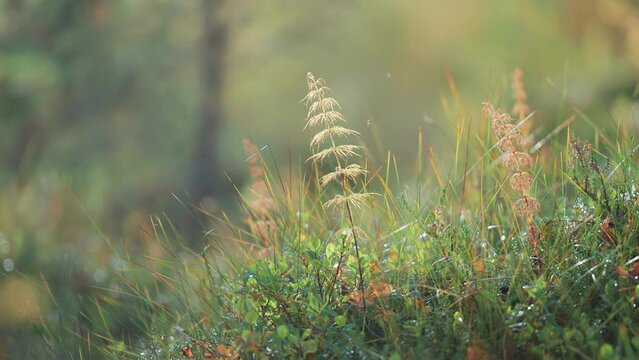 Slender stems of horse grass, lichen, and miniature plants in lush forest undergrowth. Parallax video, bokeh background.