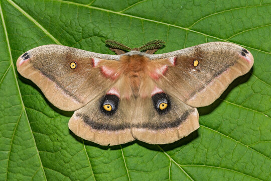 Polyphemus Moth - Antheraea polyphemus