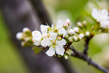 tree blossom