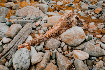 Rotten Carcass on Rocky Beach
