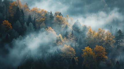 Misty forest landscape for nature and design purposes