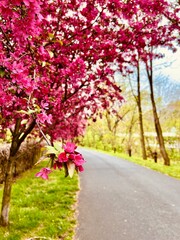 Naklejka premium cherry blossom in spring