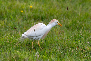 Héron garde boeufs,.Bubulcus ibis, Western Cattle Egret