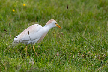 Héron garde boeufs,.Bubulcus ibis, Western Cattle Egret