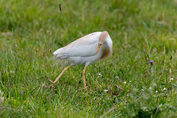 Héron garde boeufs,.Bubulcus ibis, Western Cattle Egret