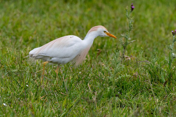 Héron garde boeufs,.Bubulcus ibis, Western Cattle Egret