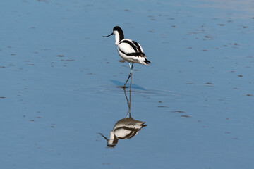 Avocette élégante, Recurvirostra avosetta, Pied Avocet