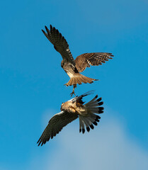 Faucon crécerelle,.Falco tinnunculus, Common Kestrel