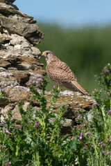 Faucon crécerelle,.Falco tinnunculus, Common Kestrel