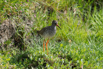 Chevalier gambette,.Tringa totanus, Common Redshank