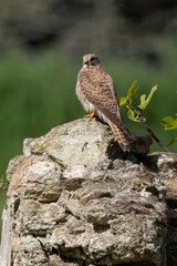 Faucon crécerelle,.Falco tinnunculus, Common Kestrel