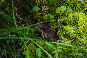 frog in the grass